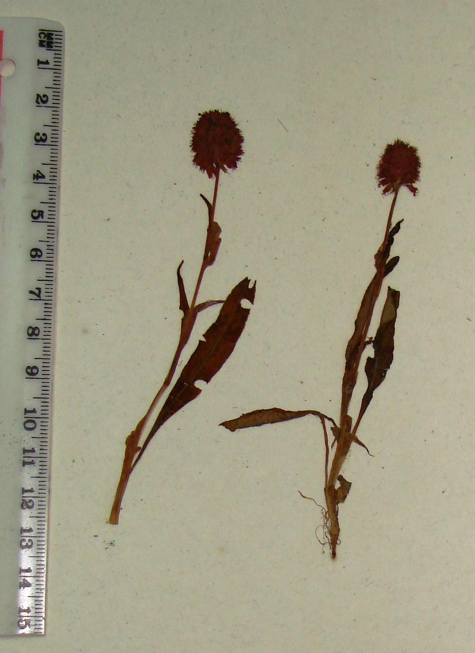 /wp-content/uploads/2020/10/P.macrophyllum_Herbarium%20specimen.JPG