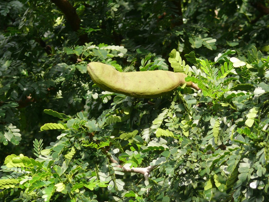 Acacia – eFlora of India