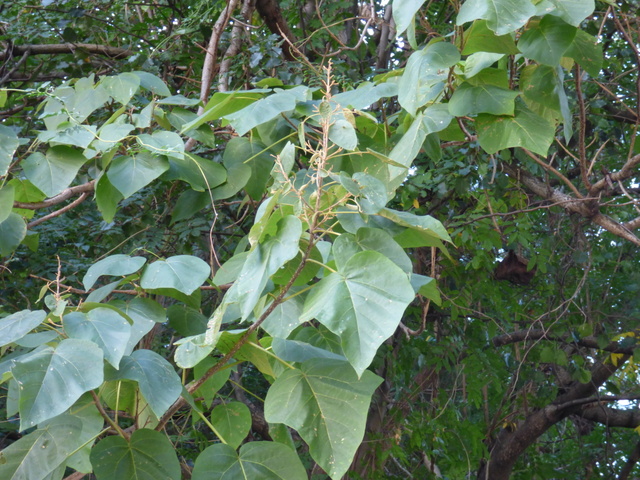 Catalpa bignonioides (USA) – eFlora of India