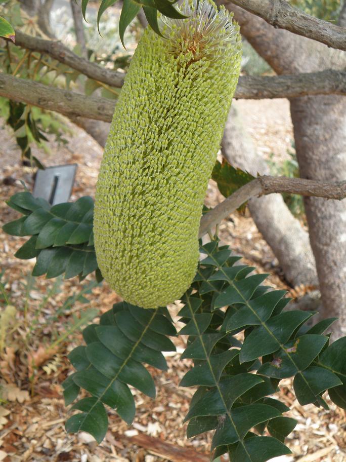 NADECO ® Banksia Grandis spillare 14cm a 20cmaustraliano Banksia spillare 