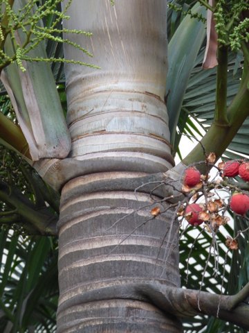/wp-content/uploads/2020/10/Palm-Foxtail%20Palm-Wodyetia%20bifurcata-Arecaceae-Powai-Mumbai-P1000306.JPG