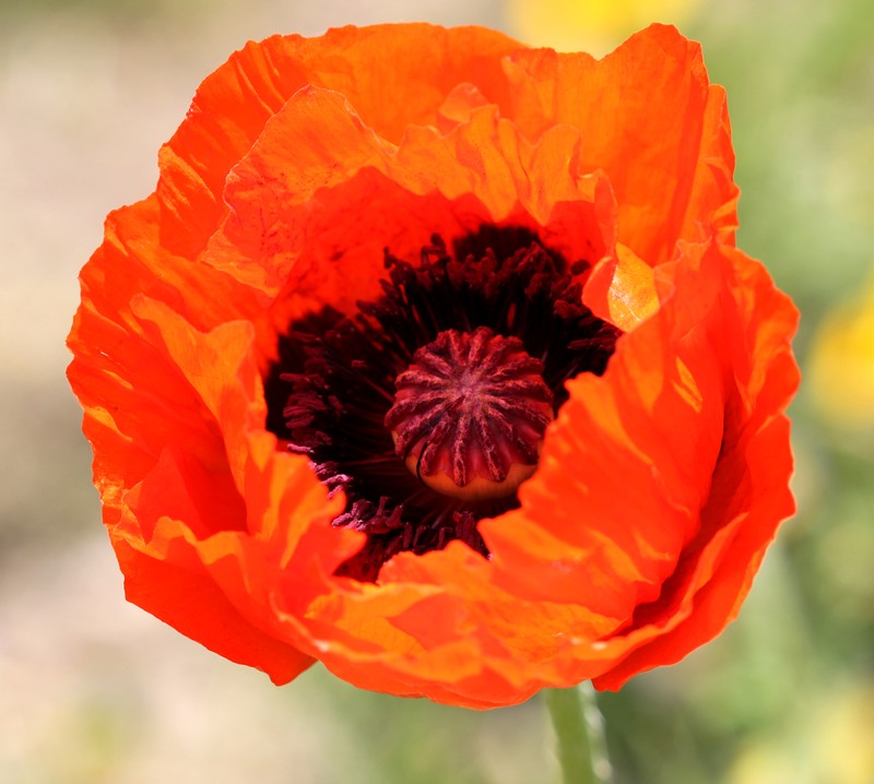 Papaver bracteatum (Cultivated) – eFlora of India