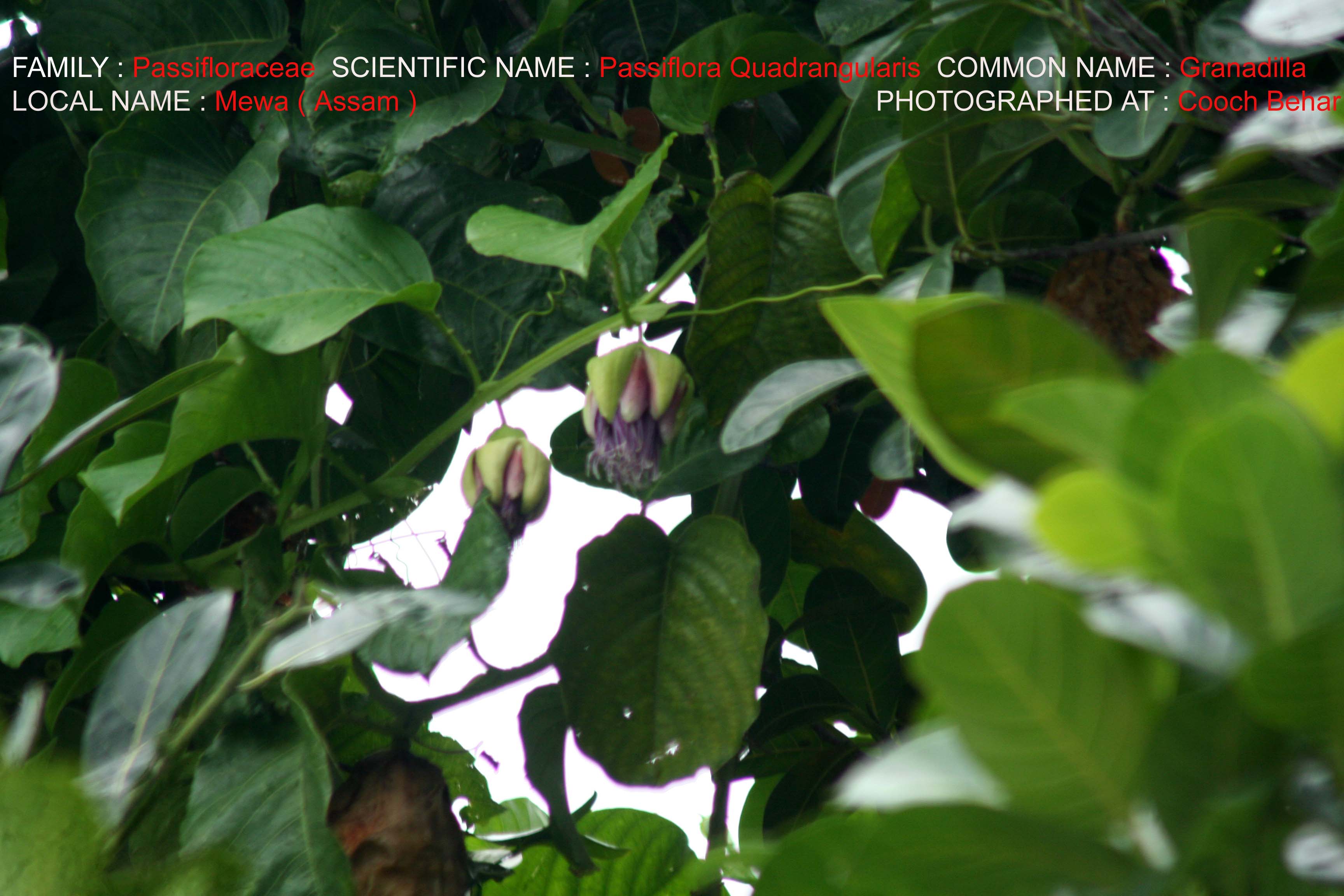 /wp-content/uploads/2020/10/Passiflora%20Quadrangularis.jpg