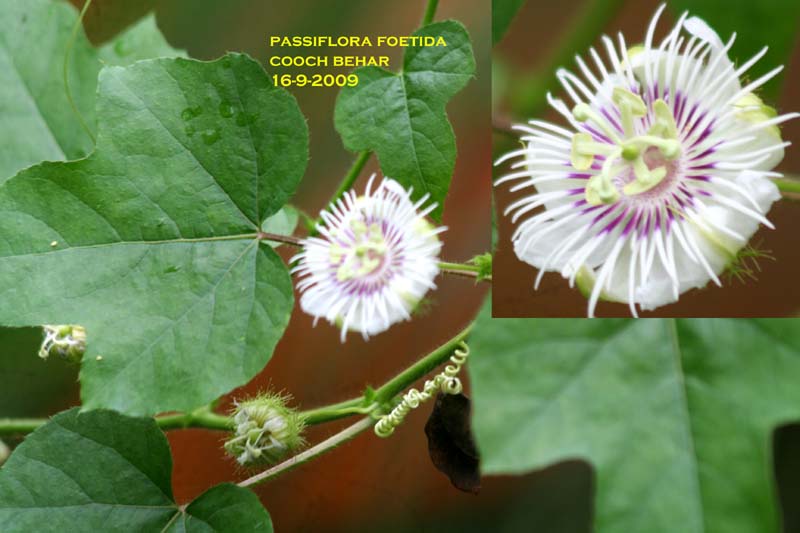 /wp-content/uploads/2020/10/Passiflora%20foetida.jpg