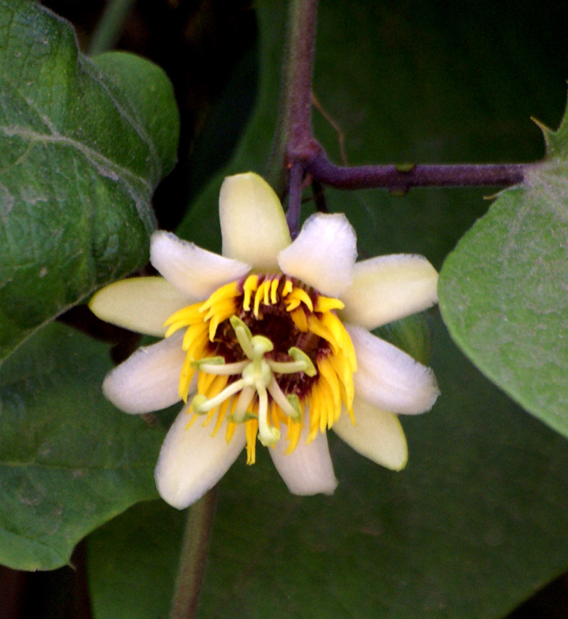 /wp-content/uploads/2020/10/Passiflora-yucatanensis--flower-herbal-gard-16-4-Delhi-2.jpg