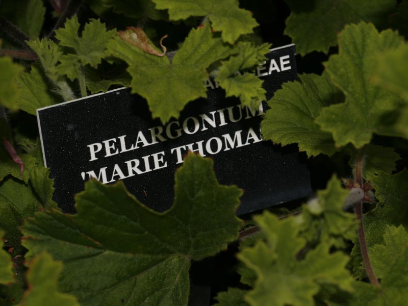 /wp-content/uploads/2020/10/Pelargonium%20MarieThomas3.jpg