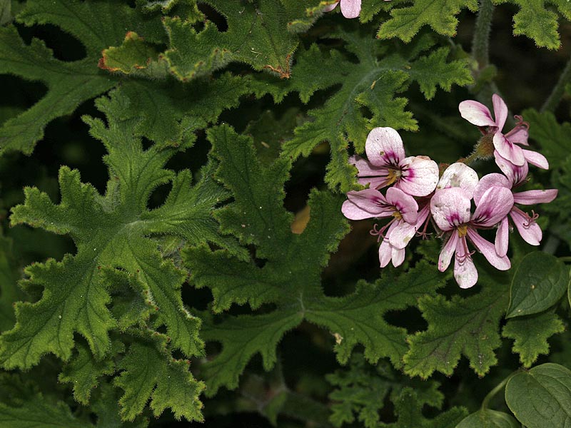 /wp-content/uploads/2020/10/Pelargonium%20graveolens1.jpg