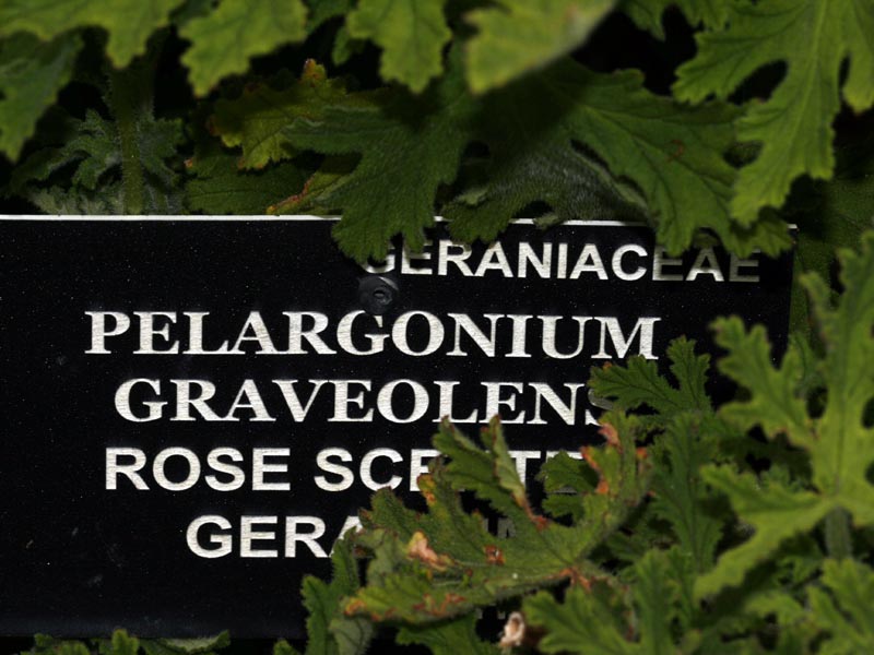 /wp-content/uploads/2020/10/Pelargonium%20graveolens2.jpg