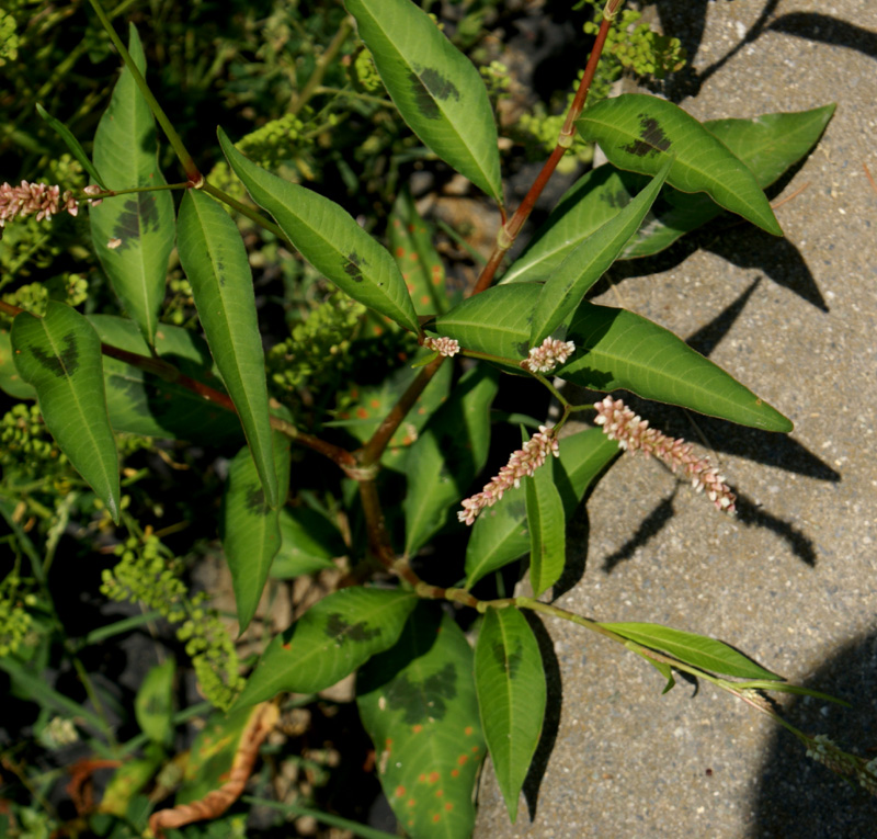 /wp-content/uploads/2020/10/Persicaria-lapathifolia-Kashmir-a.jpg