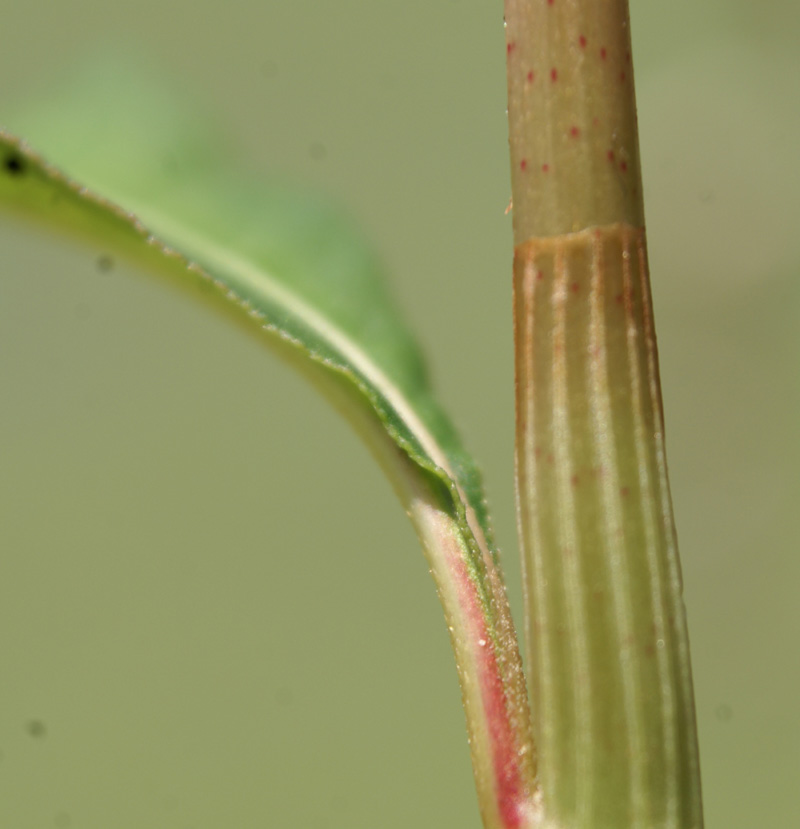 /wp-content/uploads/2020/10/Persicaria-lapathifolia-Kashmir-b.jpg
