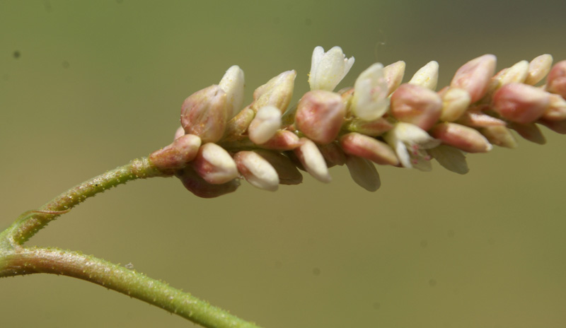 /wp-content/uploads/2020/10/Persicaria-lapathifolia-Kashmir-c.jpg