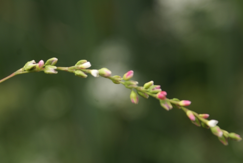 /wp-content/uploads/2020/10/Persicaria-lapathifolia-confirm-Nagin-DSC06184a.jpg