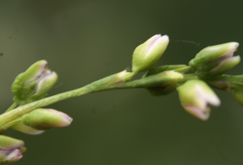/wp-content/uploads/2020/10/Persicaria-lapathifolia-confirm-Nagin-DSC06192a.jpg
