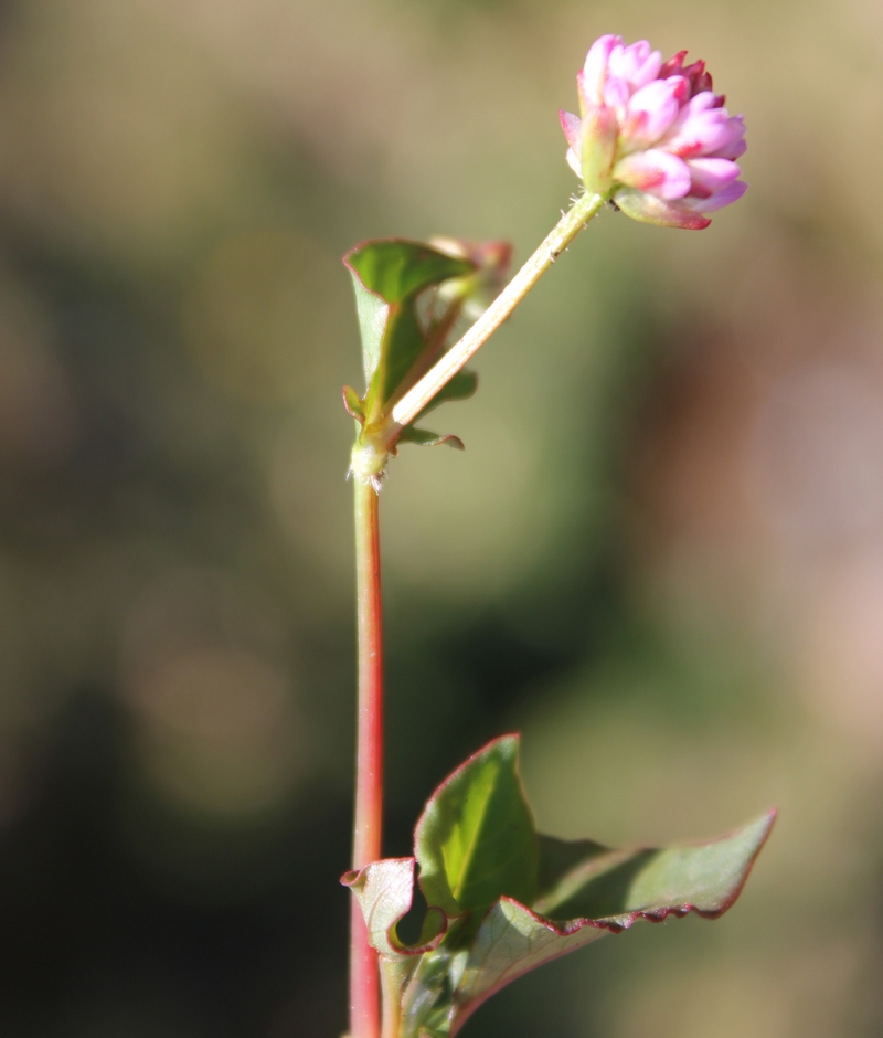 /wp-content/uploads/2020/10/Persicaria-nepalense-confirm-slopes%20below%20Chopta-IMG_1776a.jpg