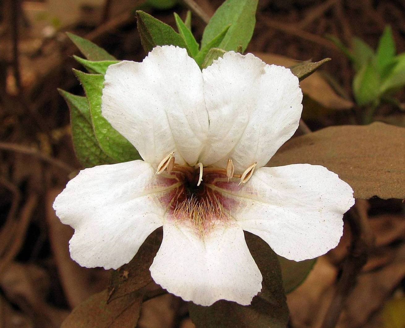 Petalidium Barlerioides Eflora Of India