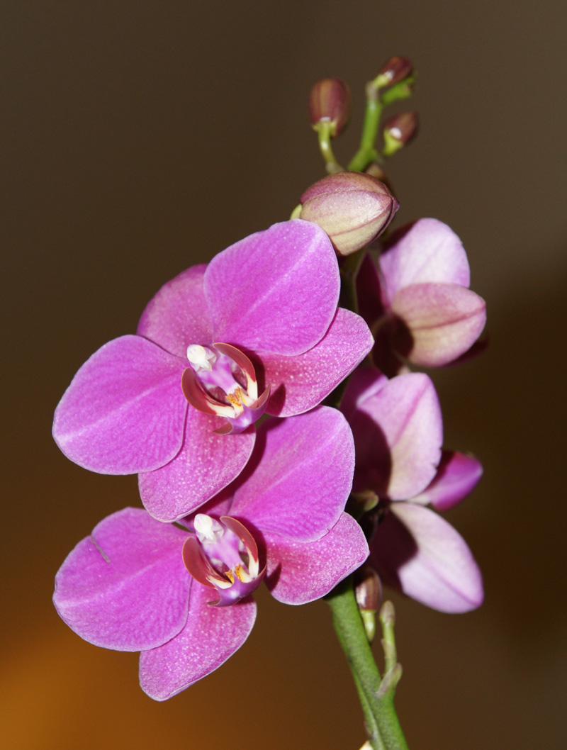 /wp-content/uploads/2020/10/Phalaenopsis-sp-Sunnyvale-DSC01471-California-2.jpg