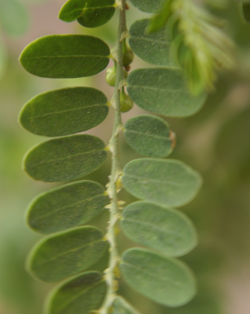 /wp-content/uploads/2020/10/Phyllanthus-amarus-Delhi-3.jpg