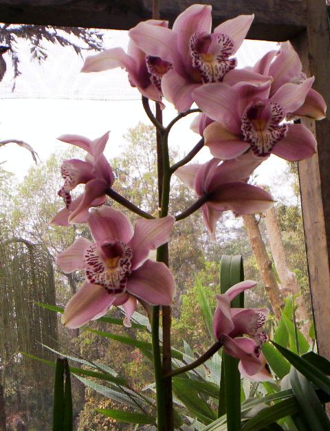 /wp-content/uploads/2020/10/Picture%20008%20Orchid%20small.jpg