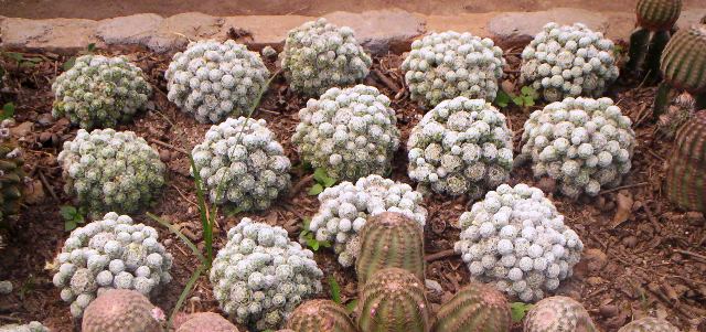 /wp-content/uploads/2020/10/Picture%20024%20cactii%20small.jpg