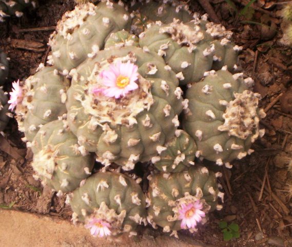 /wp-content/uploads/2020/10/Picture%20026%20cactus%20small.jpg