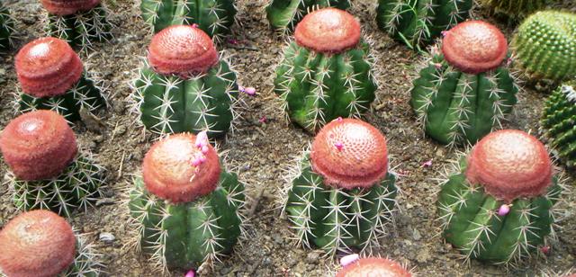 /wp-content/uploads/2020/10/Picture%20030%20cactii%20small.jpg