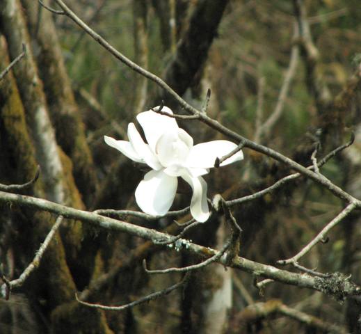 /wp-content/uploads/2020/10/Picture%20147%20%20Magnolia%20bloom-small.jpg