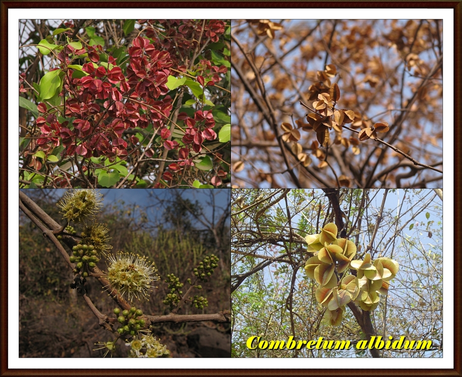 Piluki (Marathi: पिळुकी), Combretaceae (rangoon creeper fam…