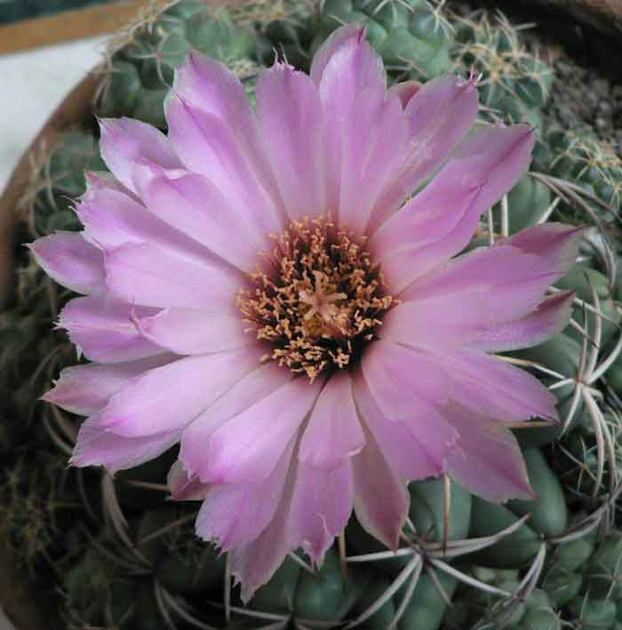 /wp-content/uploads/2020/10/Pink-Cactus-ID-Home-Aug09.jpg