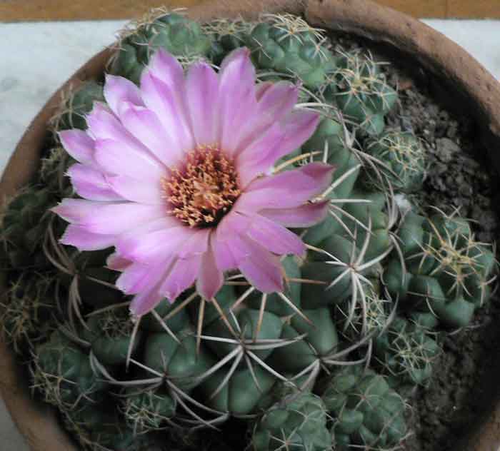 /wp-content/uploads/2020/10/Pink-Cactus2-Home-Aug09.jpg