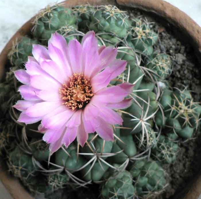 /wp-content/uploads/2020/10/Pink-Cactus3-Home-Aug09.jpg