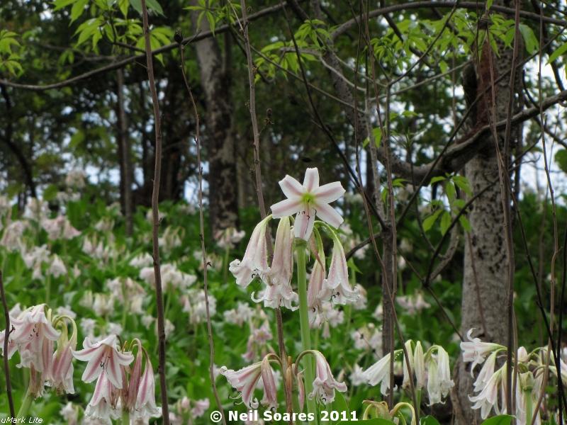 /wp-content/uploads/2020/10/Pink-striped%20Crinum%20Lily%20flowering%205.jpg