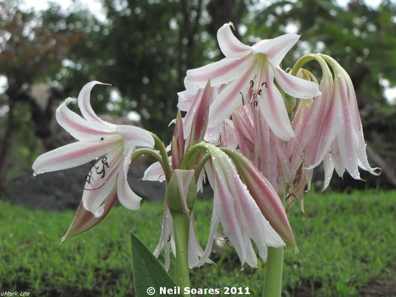 /wp-content/uploads/2020/10/Pink-striped%20Crinum%20Lily%20flowering%208.jpg