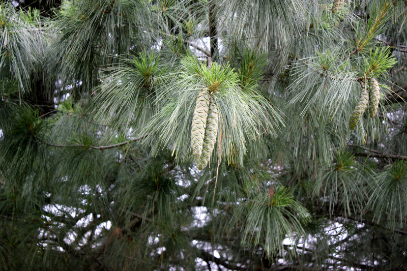 /wp-content/uploads/2020/10/Pinus-wallichiana-Botanical%20garden-IMG_8455-Kashmir-d.jpg
