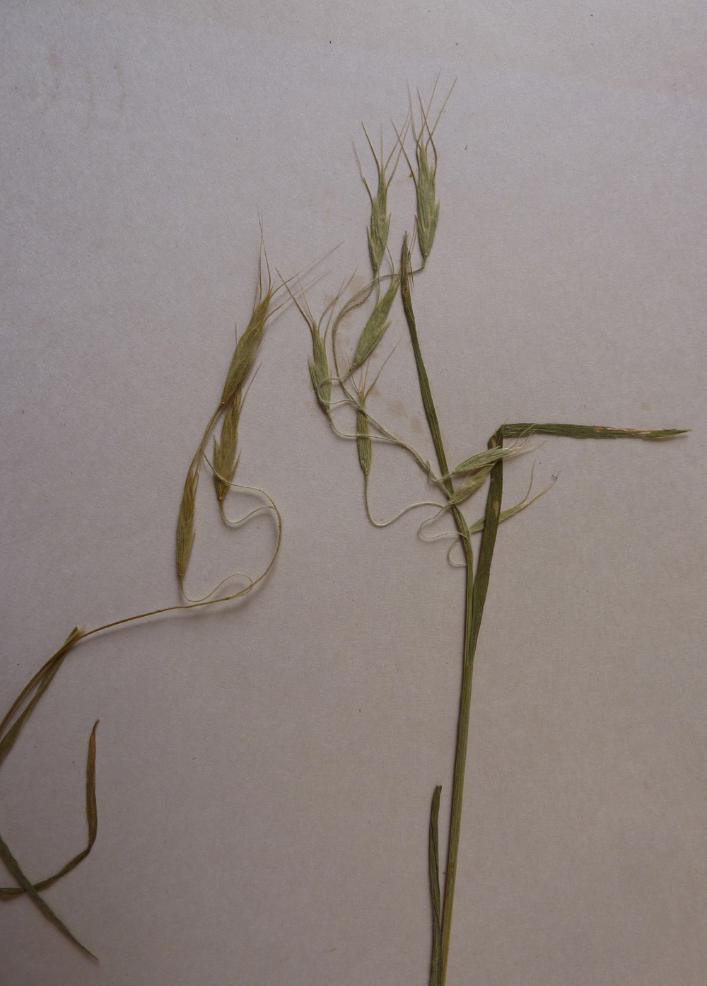 /wp-content/uploads/2020/10/Poaceae-Bromus-barobalianus-isotype-738-P1050739-a.jpg