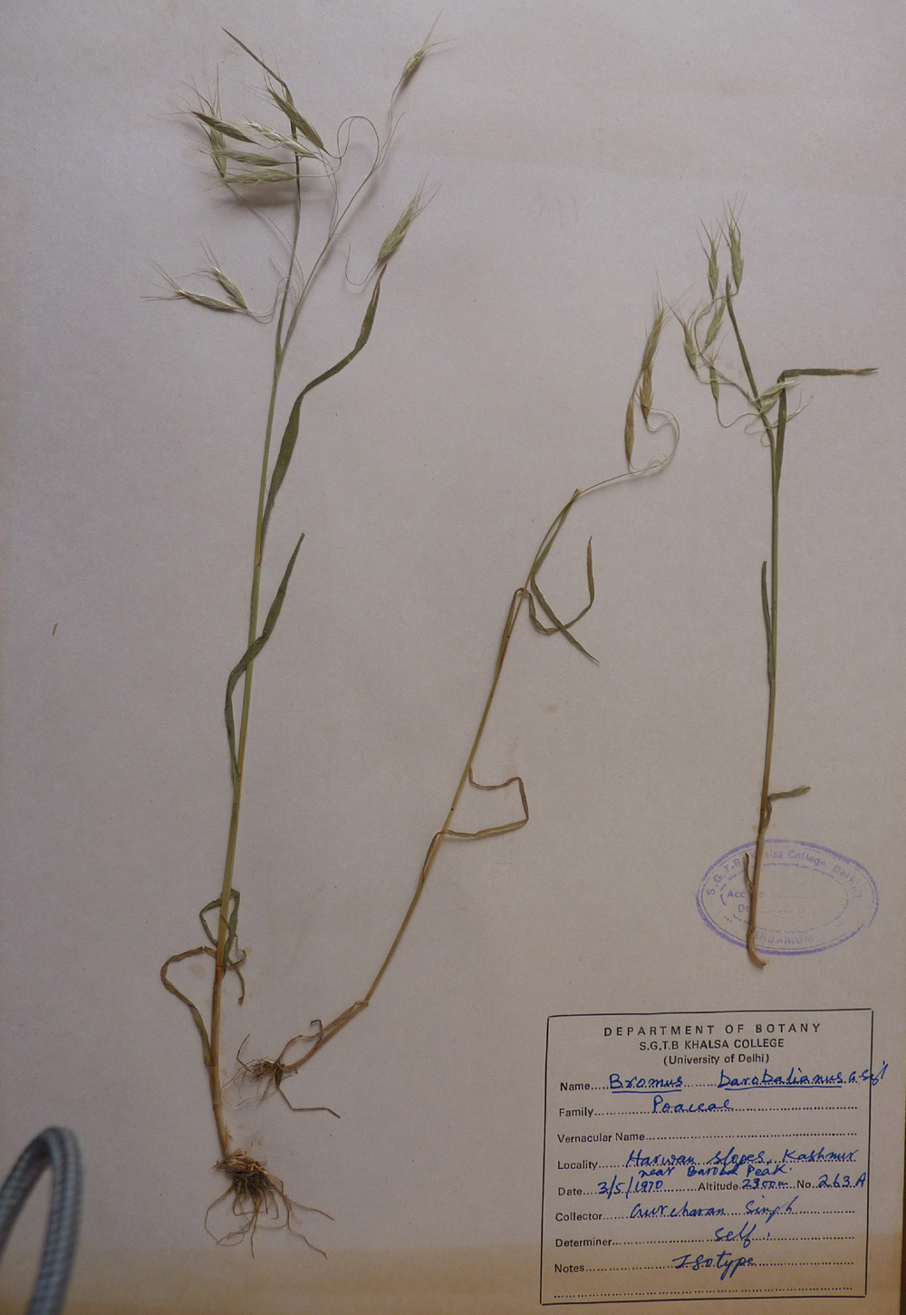 /wp-content/uploads/2020/10/Poaceae-Bromus-barobalianus-isotype-P1050738-a.jpg