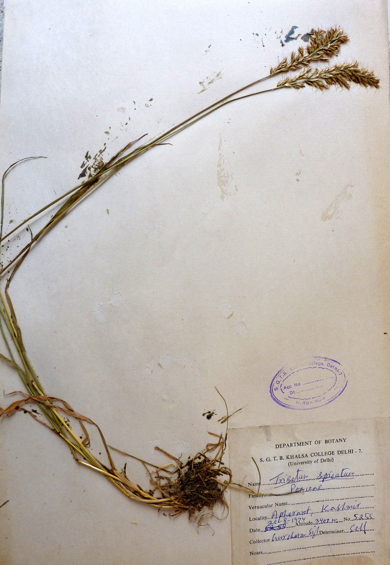 /wp-content/uploads/2020/10/Poaceae-Trisetum-spicatum-P1060454-Kashmir-1.jpg
