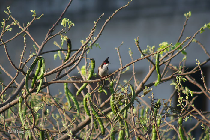 /wp-content/uploads/2020/10/Pods%20-%20new%20leaf-buds%20with%20Red-whiskered%20Bulbul%20I%20IMG_0217.jpg