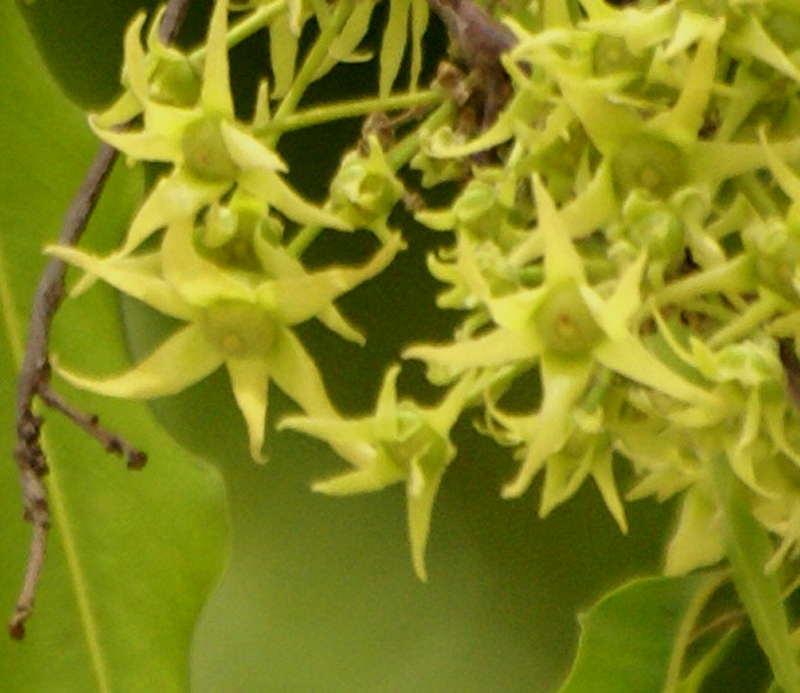 /wp-content/uploads/2020/10/Polyalthia-longifolia-flower-khalsa-coll-16-4-Delhi-2.jpg