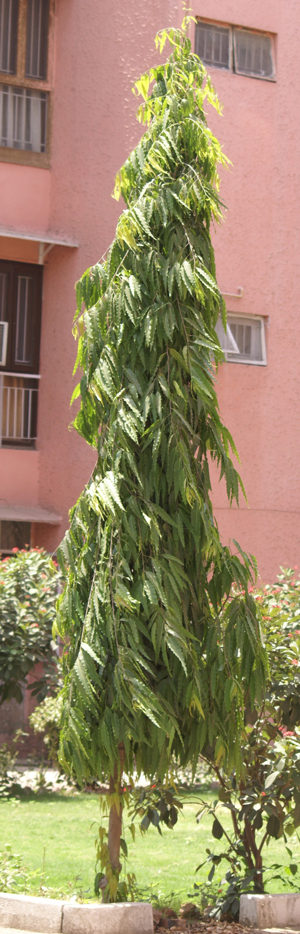/wp-content/uploads/2020/10/Polyalthia-longifolia-var-pendula-Vikas-puri-16-5-DSC00996-Delhi-1.jpg