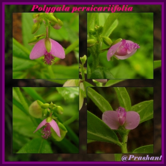 /wp-content/uploads/2020/10/Polygala%20persicariifolia-1-itp.jpg