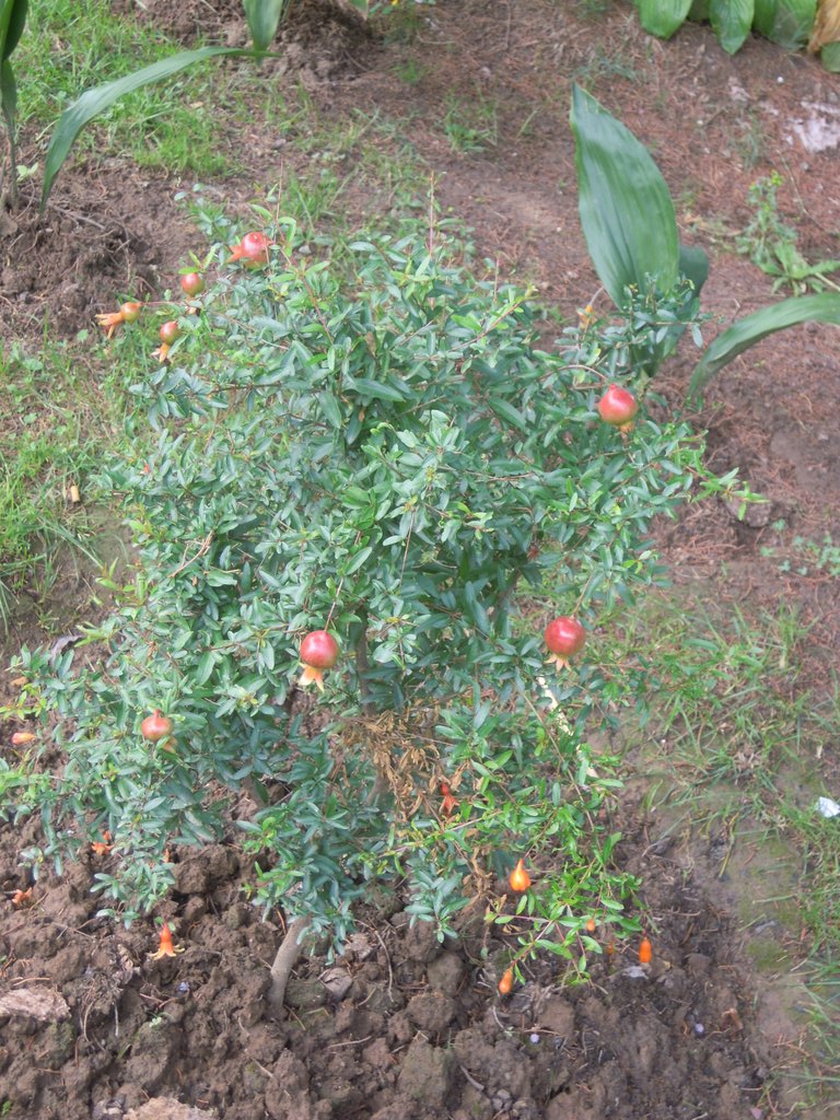 /wp-content/uploads/2020/10/Pomegranate-Botanical%20Garden-Srinagar-DSCN2233.JPG