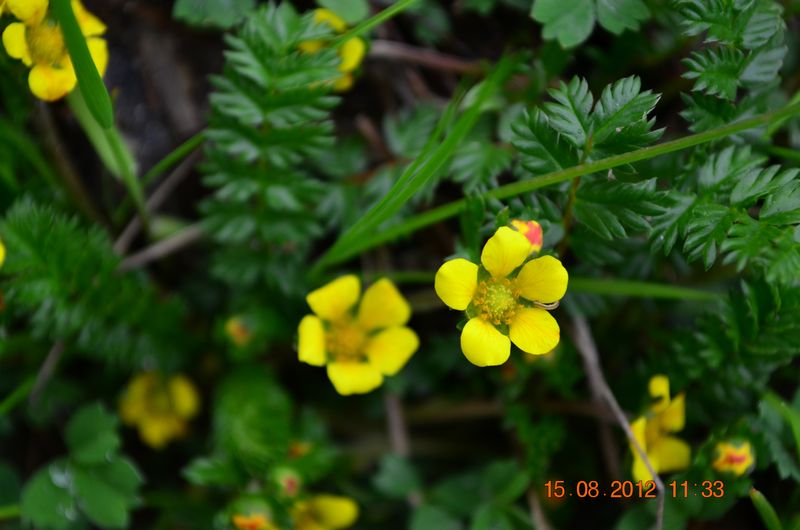 /wp-content/uploads/2020/10/Potentilla%20sp-1%20for%20Id%20-7-.JPG