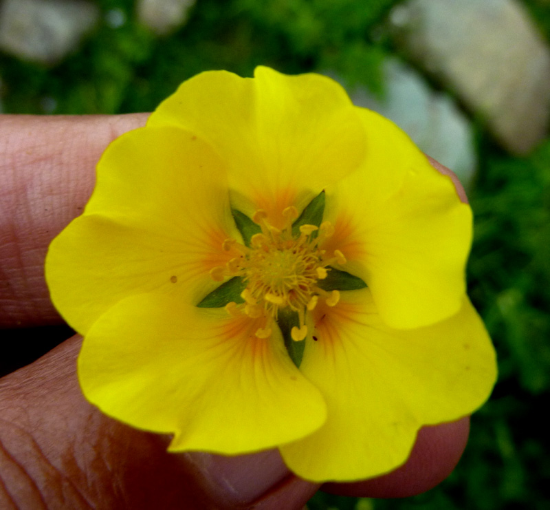 /wp-content/uploads/2020/10/Potentilla-argyrophylla-Apharwat-Kashmir-3.jpg