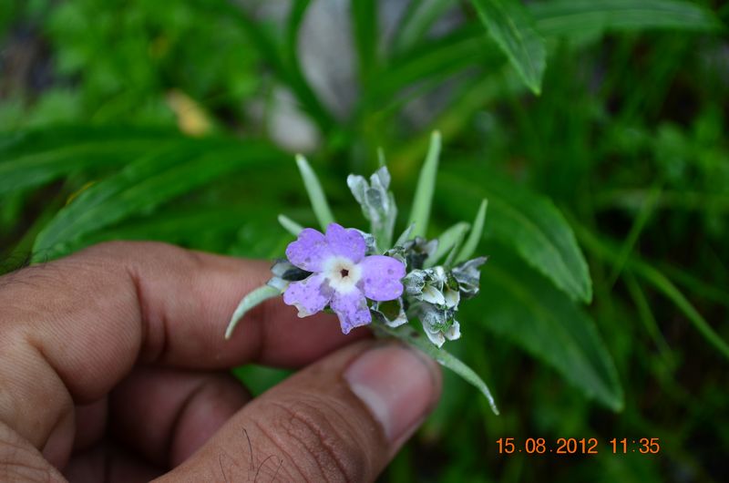 /wp-content/uploads/2020/10/Primula%20macrophylla%20var.%20macrophylla%20%20-1-.JPG