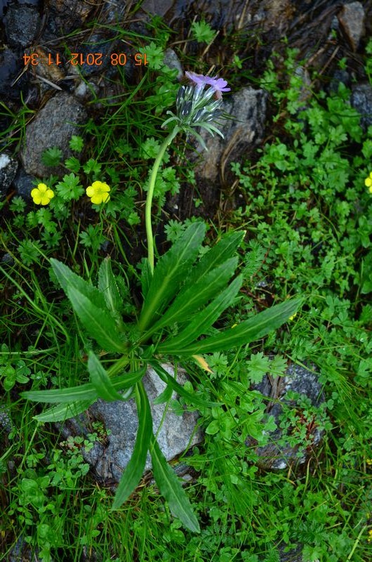 /wp-content/uploads/2020/10/Primula%20macrophylla%20var.%20macrophylla%20%20-2-.JPG