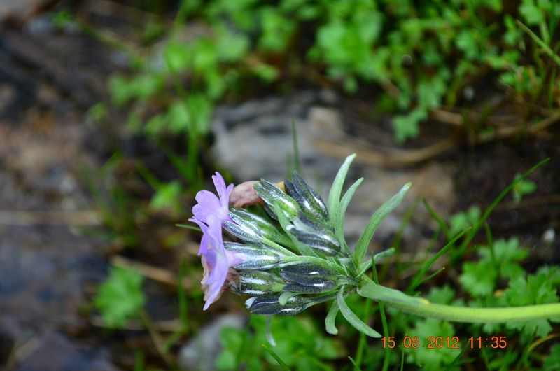 /wp-content/uploads/2020/10/Primula%20macrophylla%20var.%20macrophylla%20%20-5-.JPG