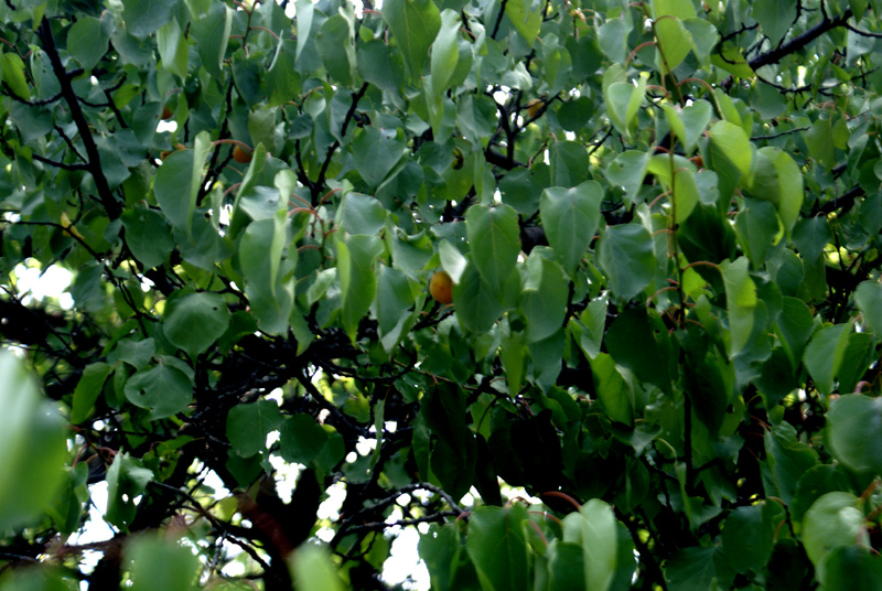 /wp-content/uploads/2020/10/Prunus-armeniaca-Shankeracharya-Kashmir-1.jpg