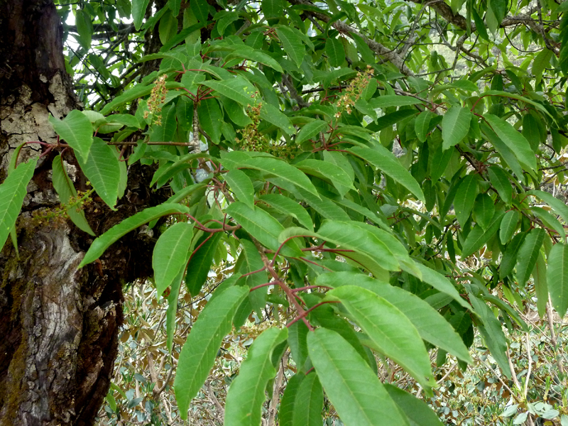 /wp-content/uploads/2020/10/Prunus-cornuta-above%20Chopta-P1180626-Uttarakhand-1.jpg