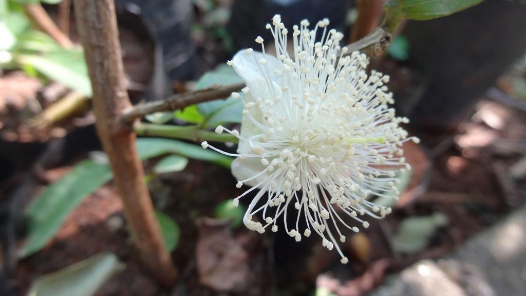 guava flower morphology