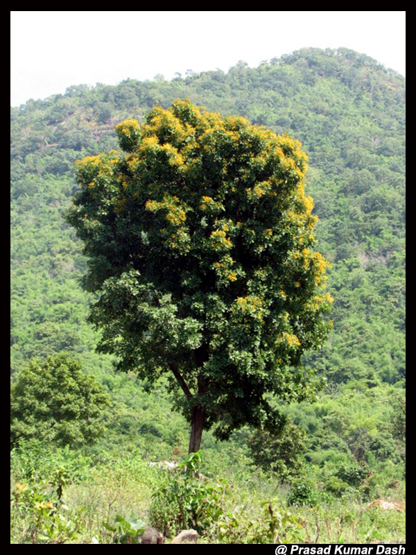 /wp-content/uploads/2020/10/Pterocarpus%20marsupium%20tree.jpg